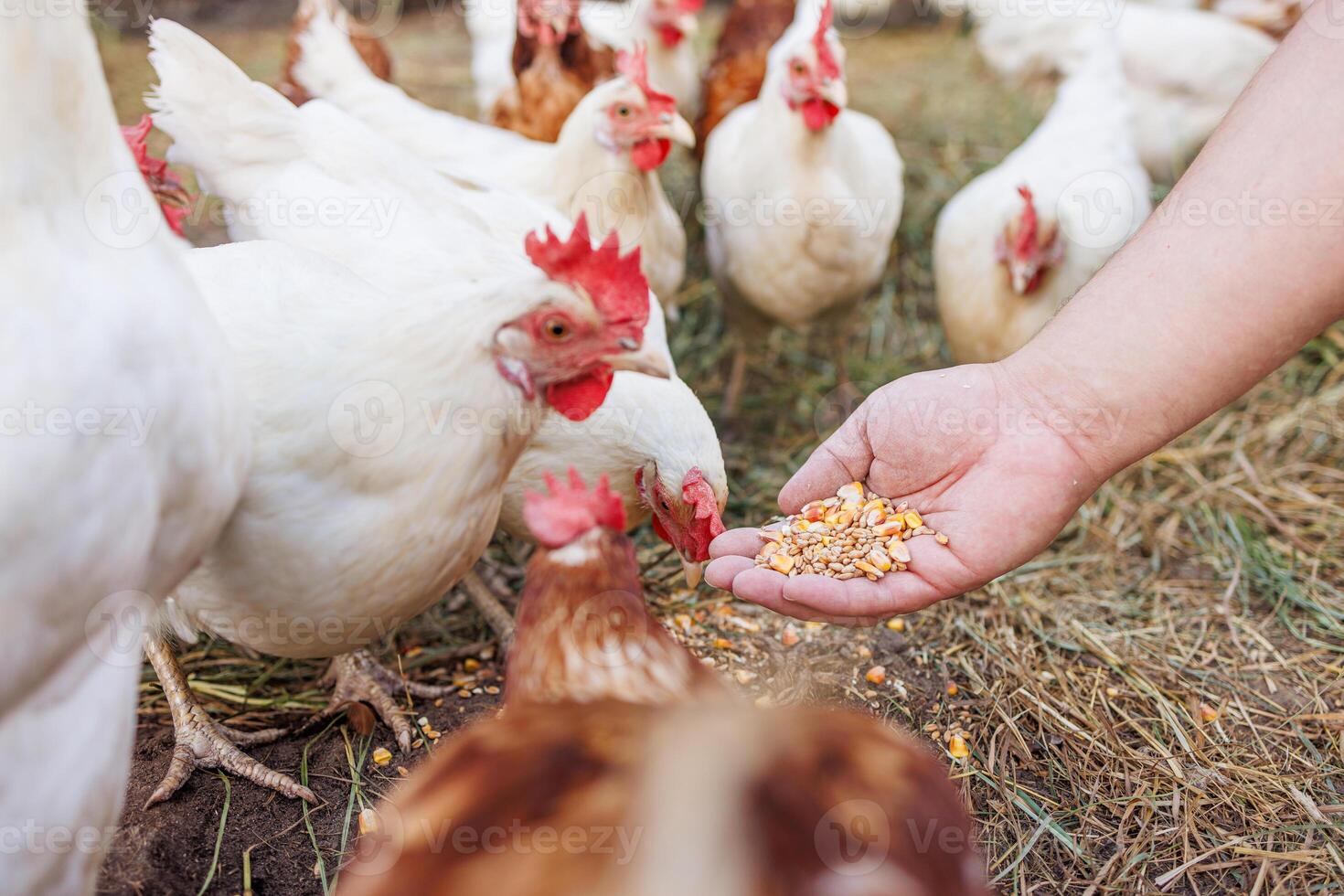farmer feeds chickens with grain by hand on eco poultry farm, Feeding chickens on the farm photo
