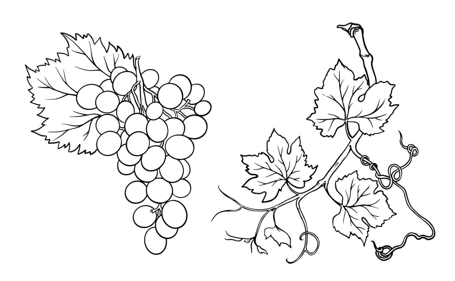 line art bunch of grapes on white background. vector