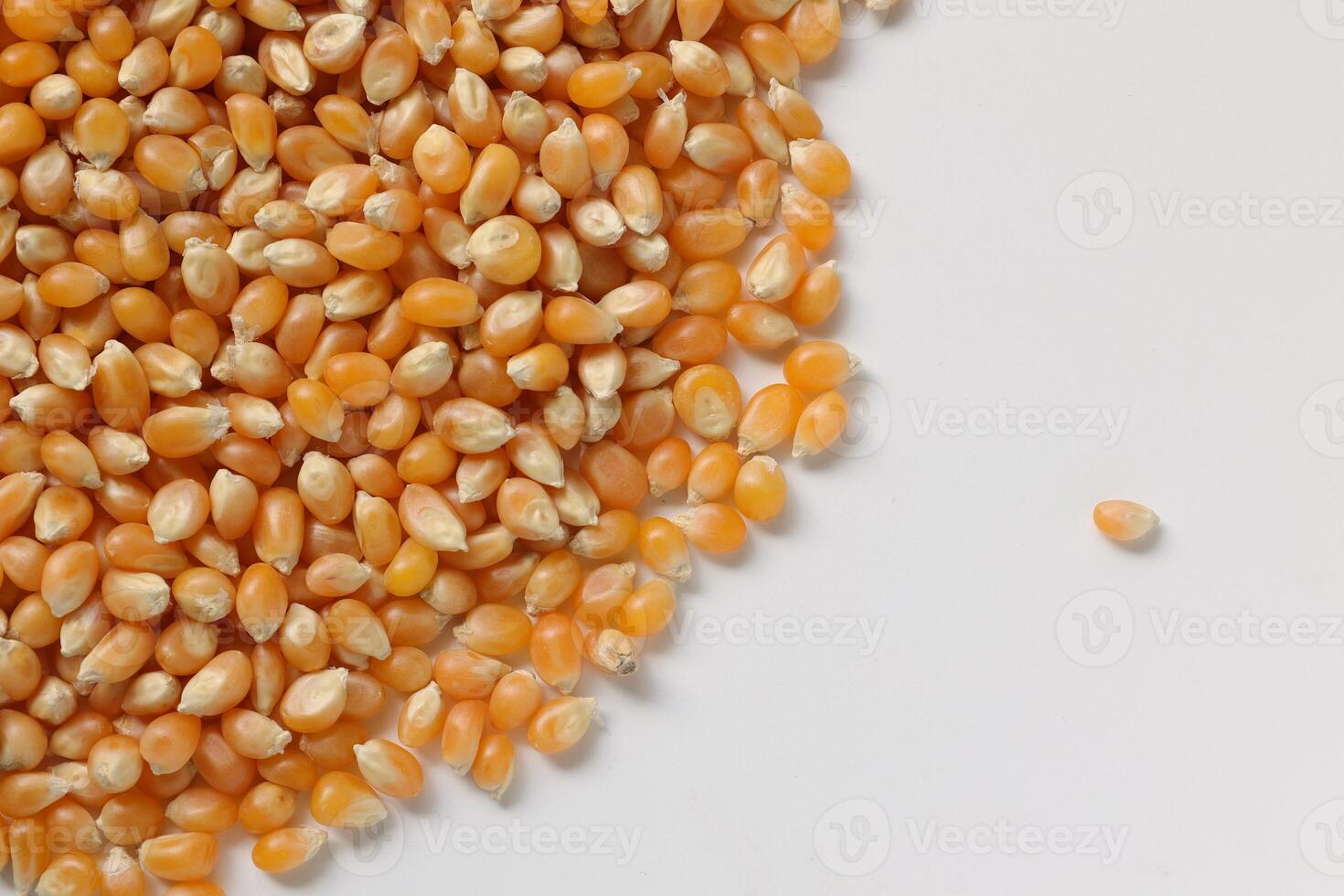 Closeup of corn, corn seeds photo