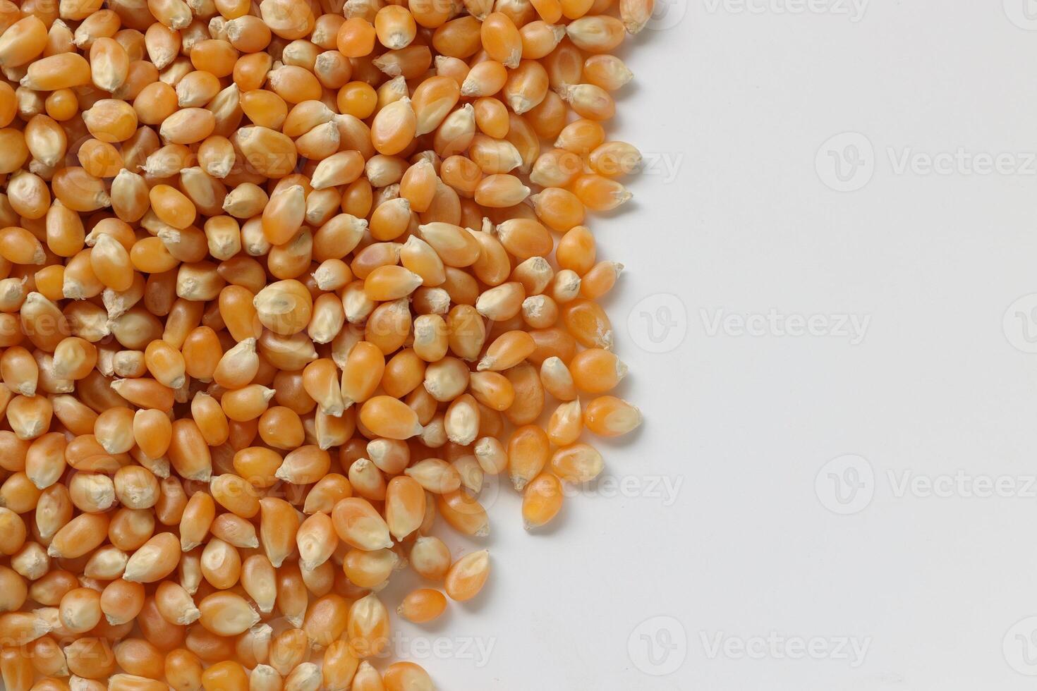 Closeup of corn, corn seeds photo