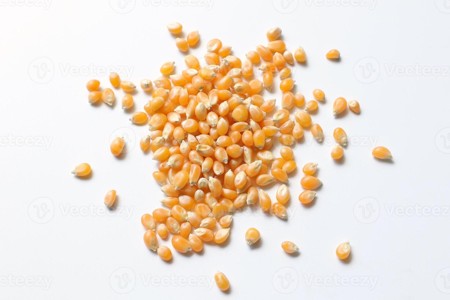 Closeup of corn, corn seeds photo