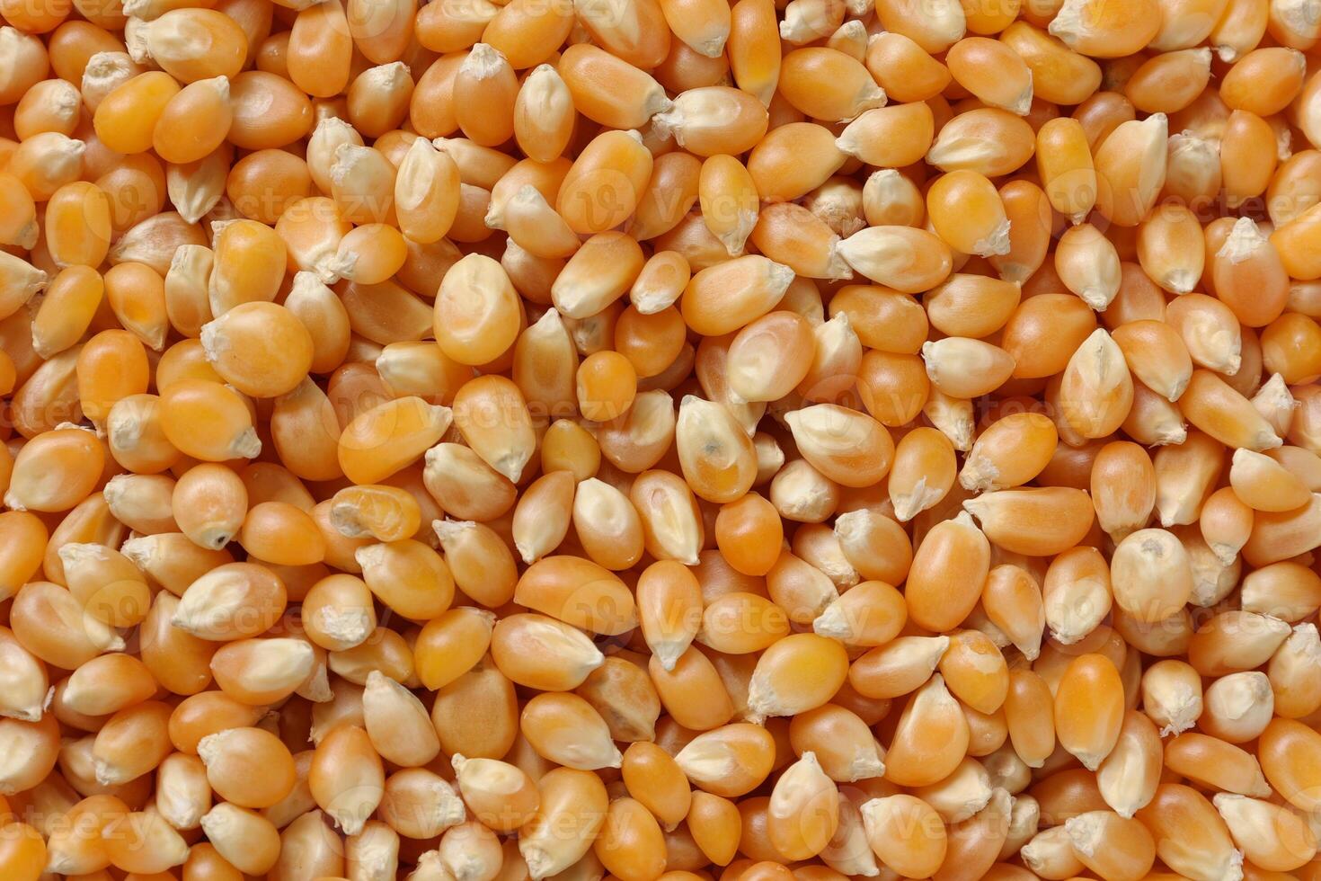 Closeup of corn, corn seeds photo