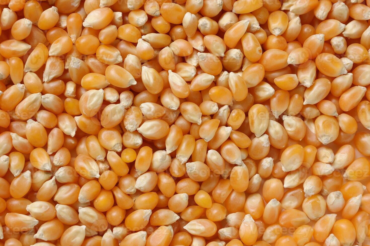 Closeup of corn, corn seeds photo