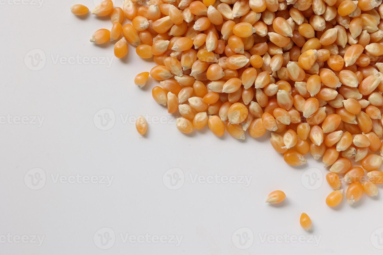 Closeup of corn, corn seeds photo
