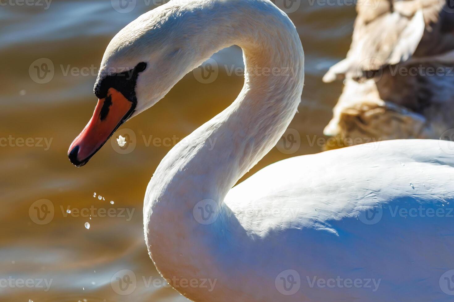 white young swans in lake with blue dark background photo
