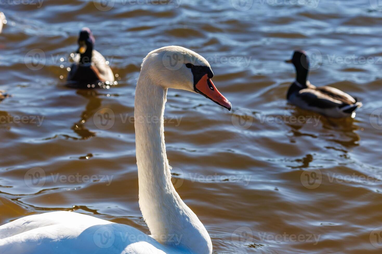 white young swans in lake with blue dark background photo
