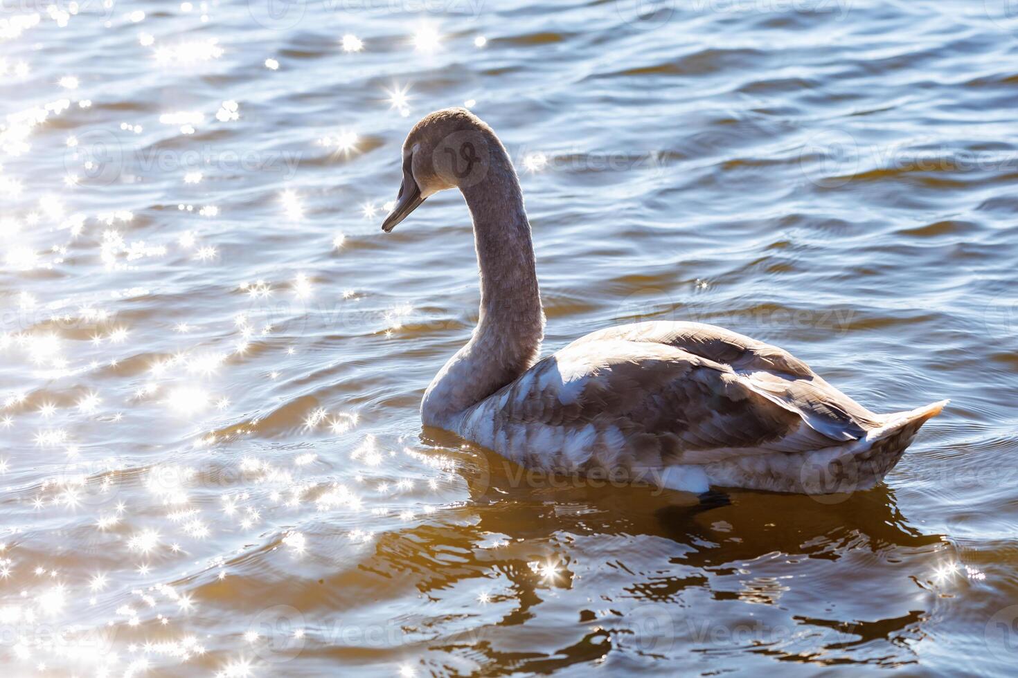white young swans in lake with blue dark background photo