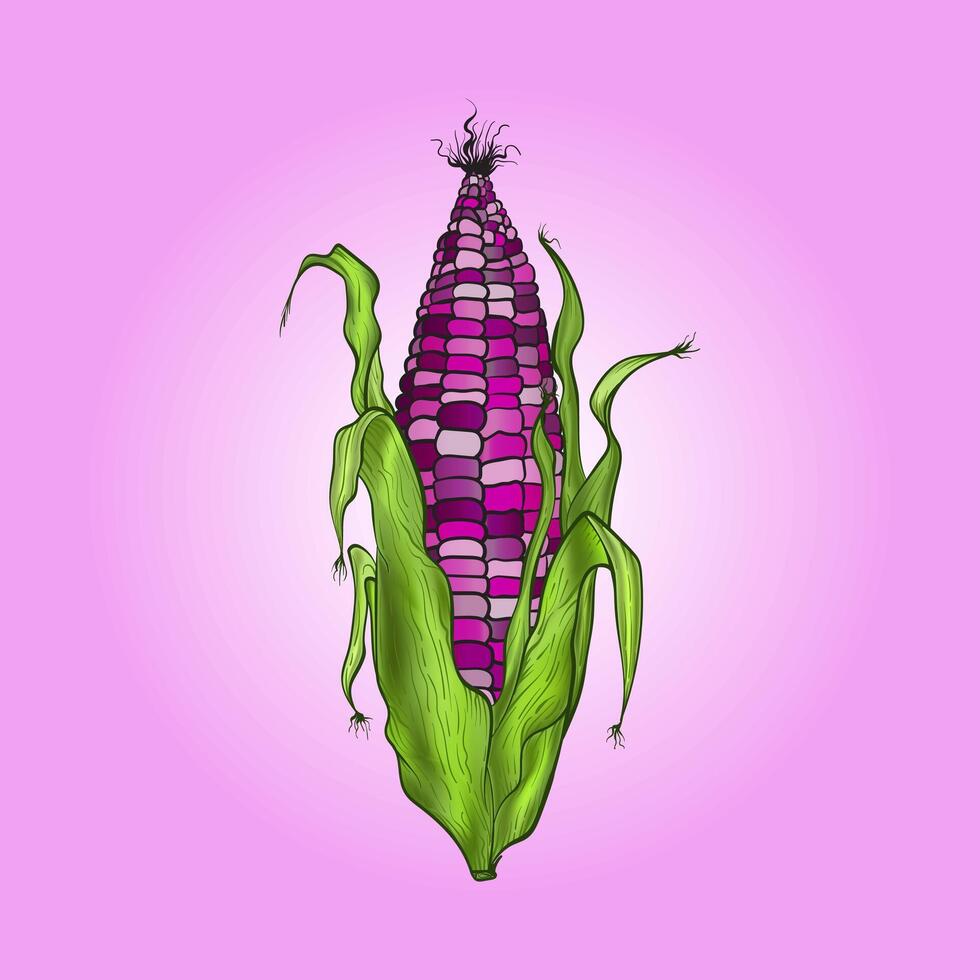 Illustration of purple maize the ancient superfood vector