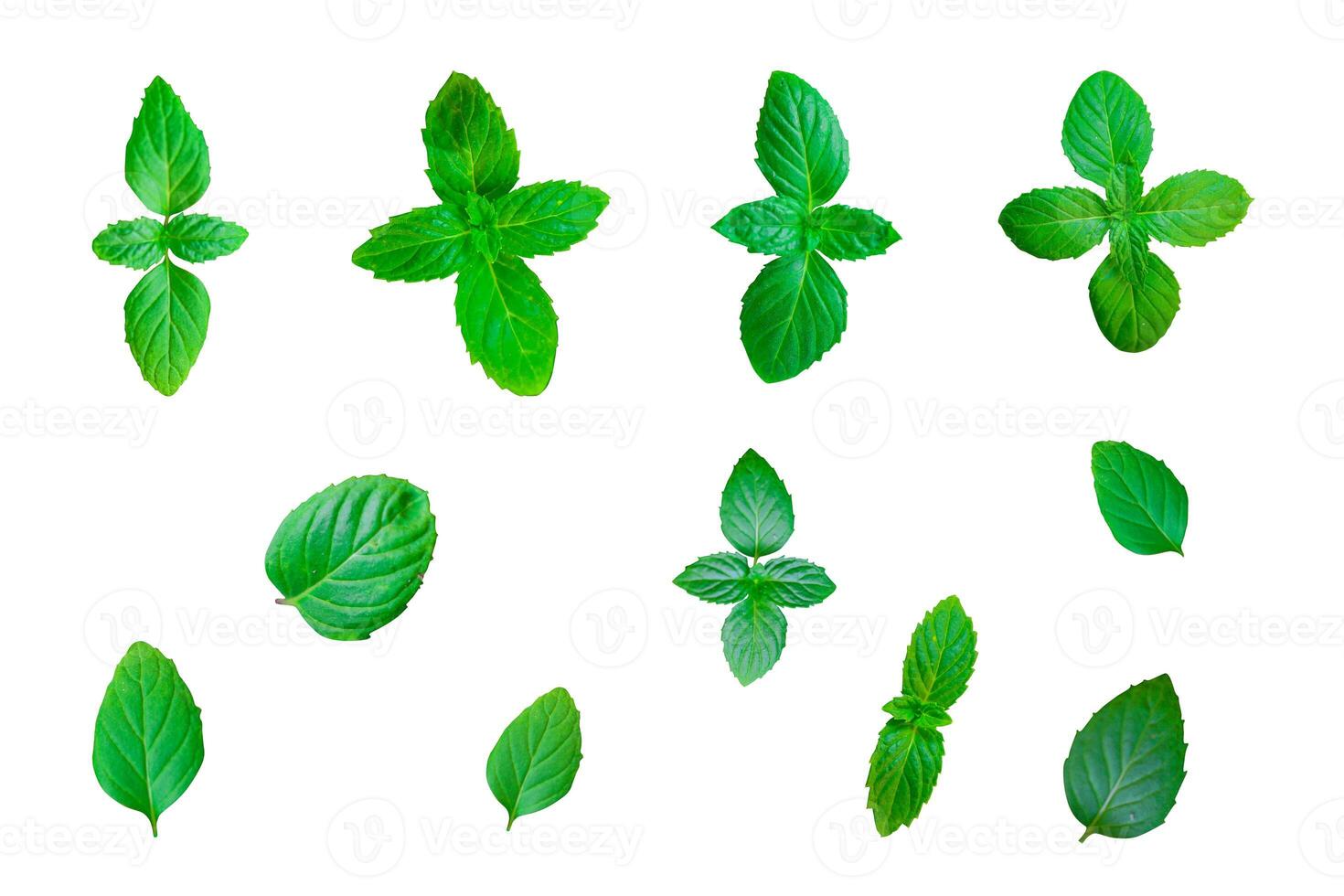 Set of Fresh mint leaves isolated on a white background. Clipping path included photo