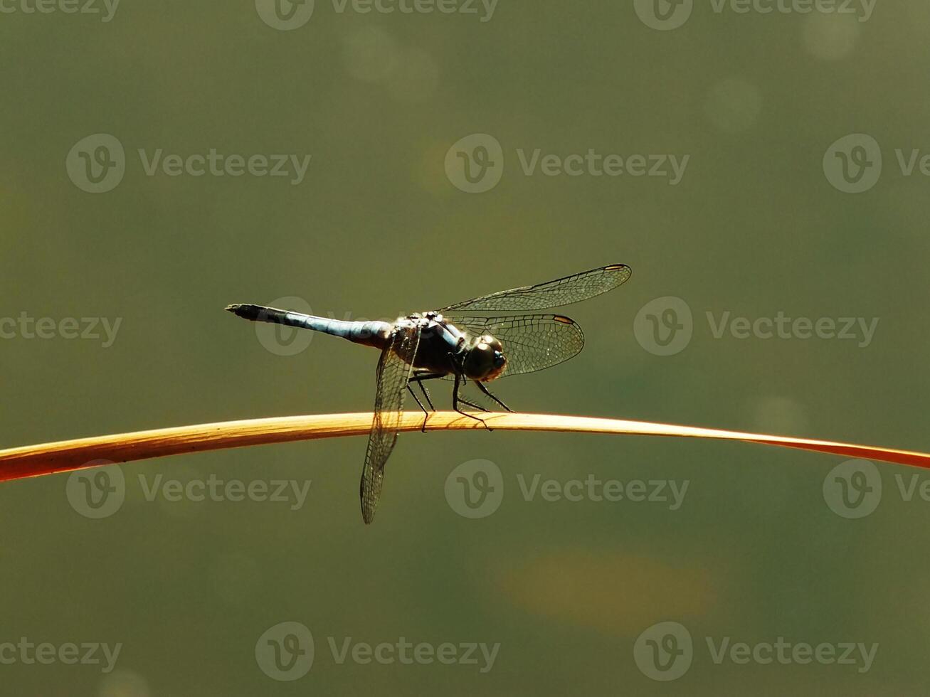 Dragonfly on a stick photo