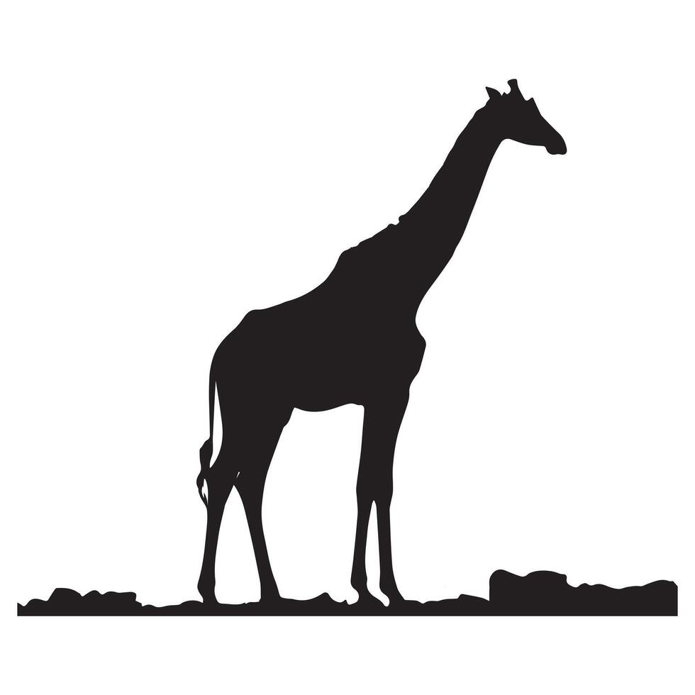 a giraffe is standing in front of a white background. vector