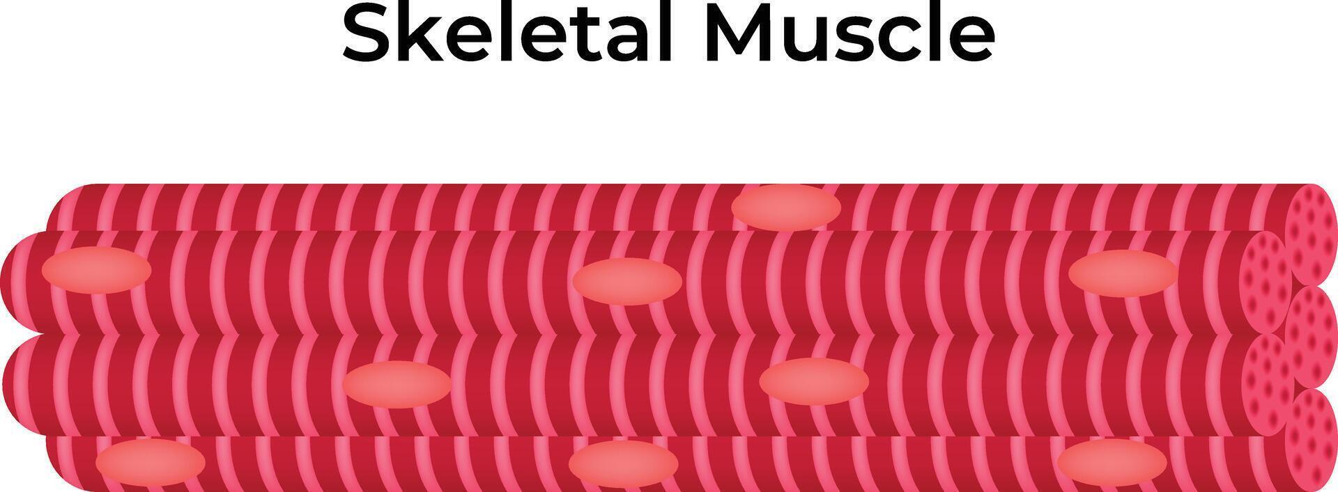 Skeletal Muscle Science Design Illustration Diagram vector