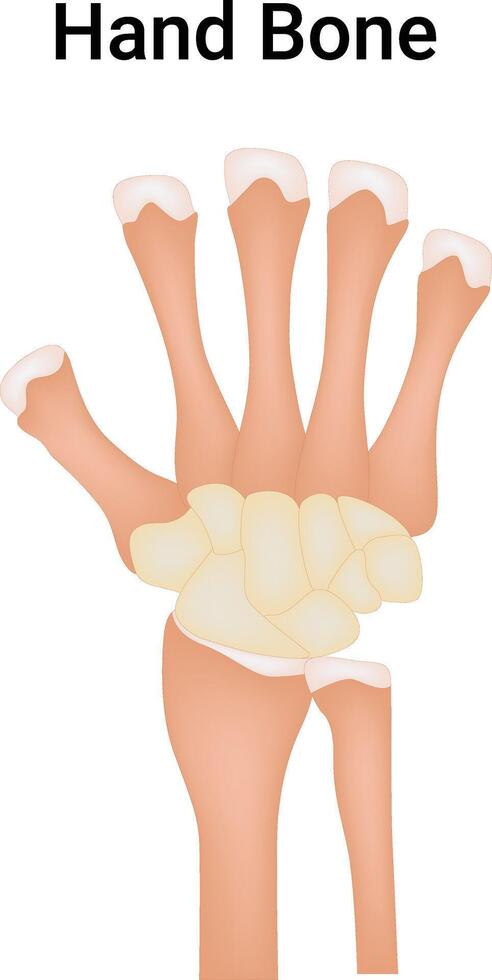 Hand Bone Science Design Illustration Diagram vector