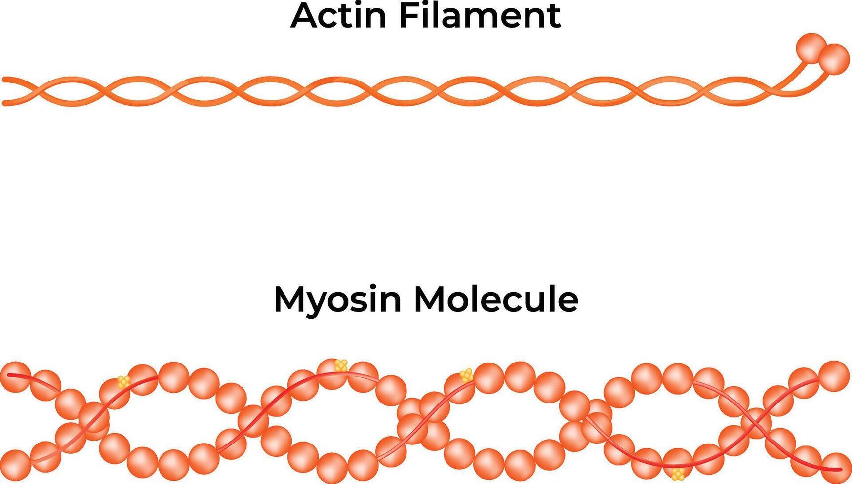Actin Filament Myosin Molecule Science Design Illustration Diagram vector