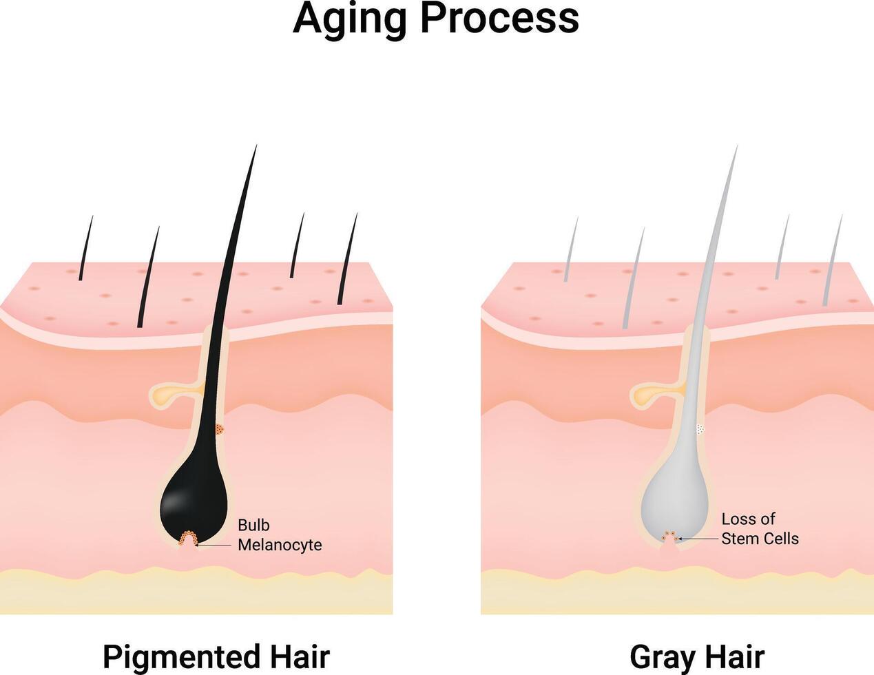 Aging Process Science Design Illustration Diagram vector