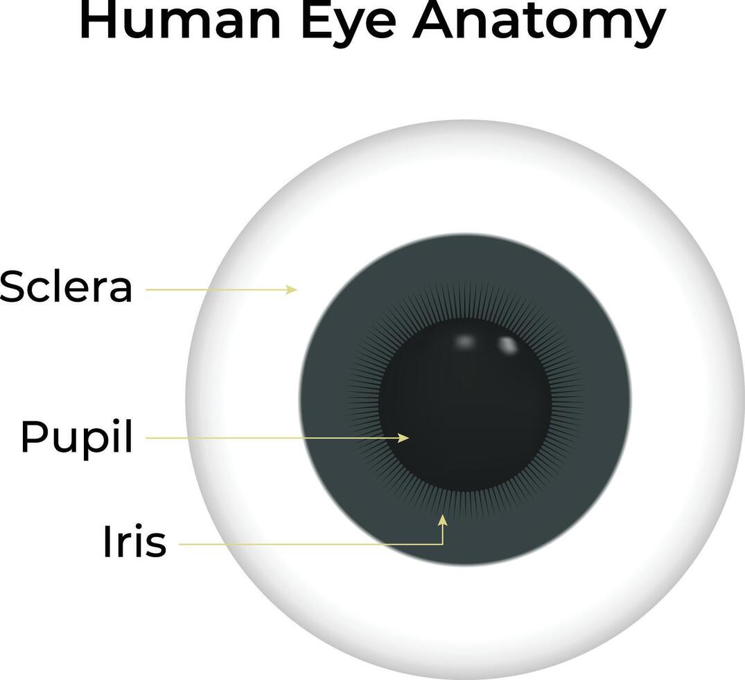 Human Eye Anatomy Science Design Illustration Diagram vector