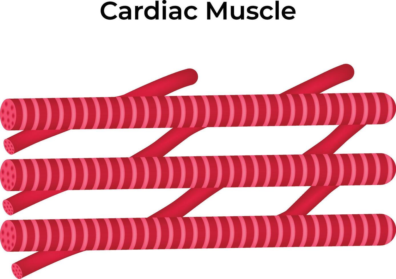 Cardiac Muscle Science Design Illustration Diagram Illustration vector
