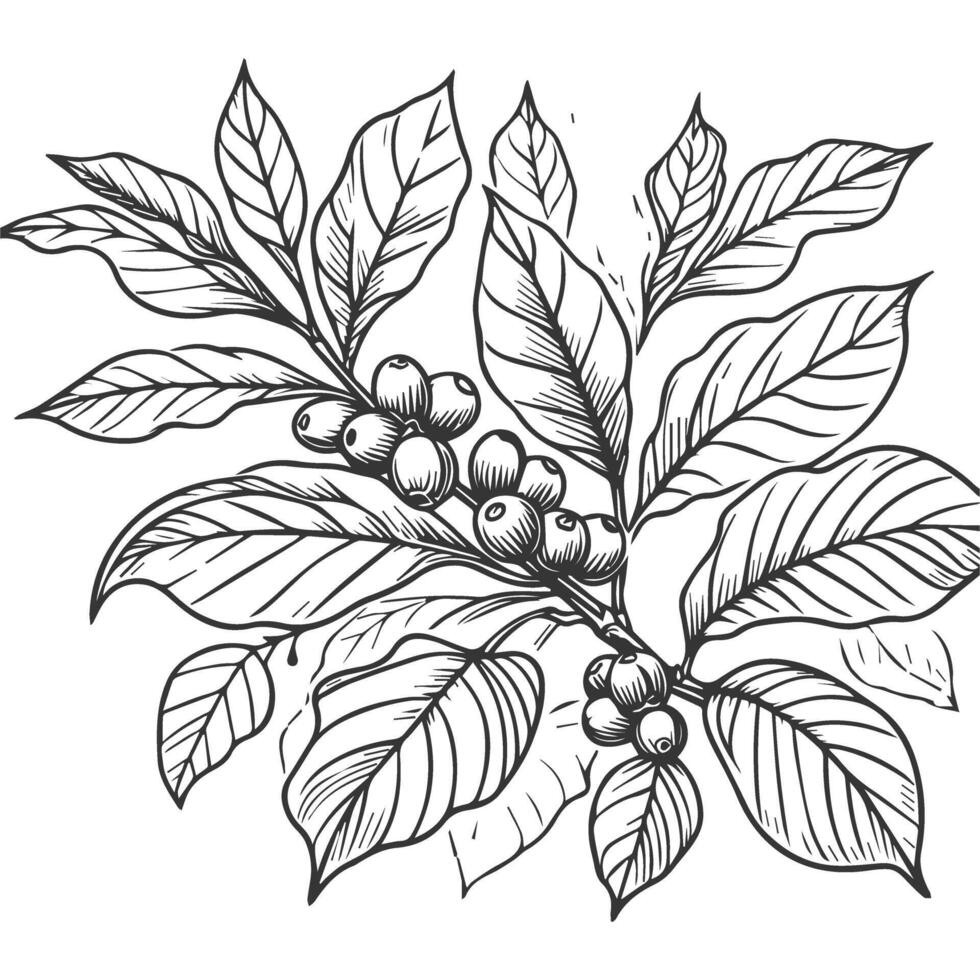 A drawing of coffee beans and leaves vector