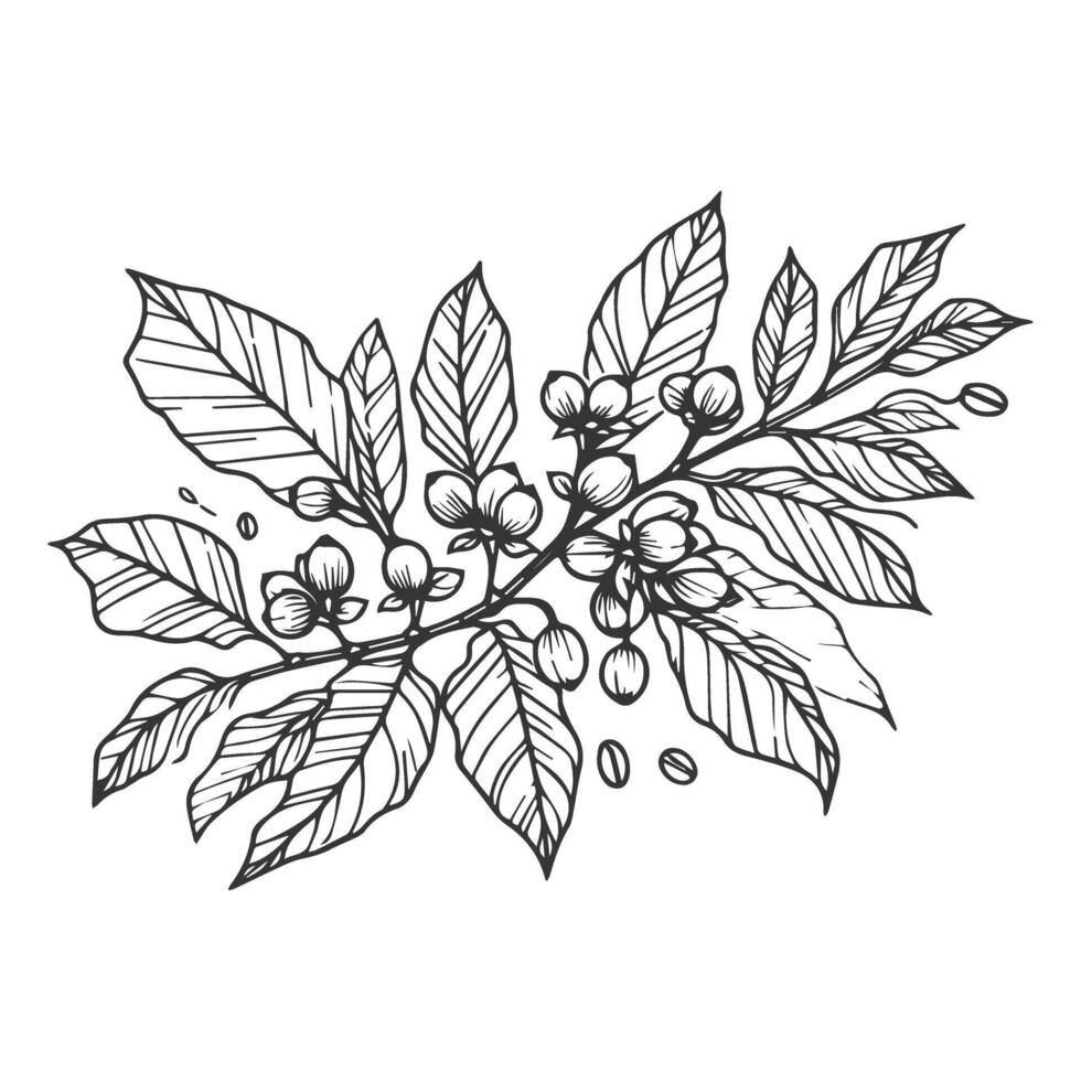 Coffee beans and leaves in a sketch style vector