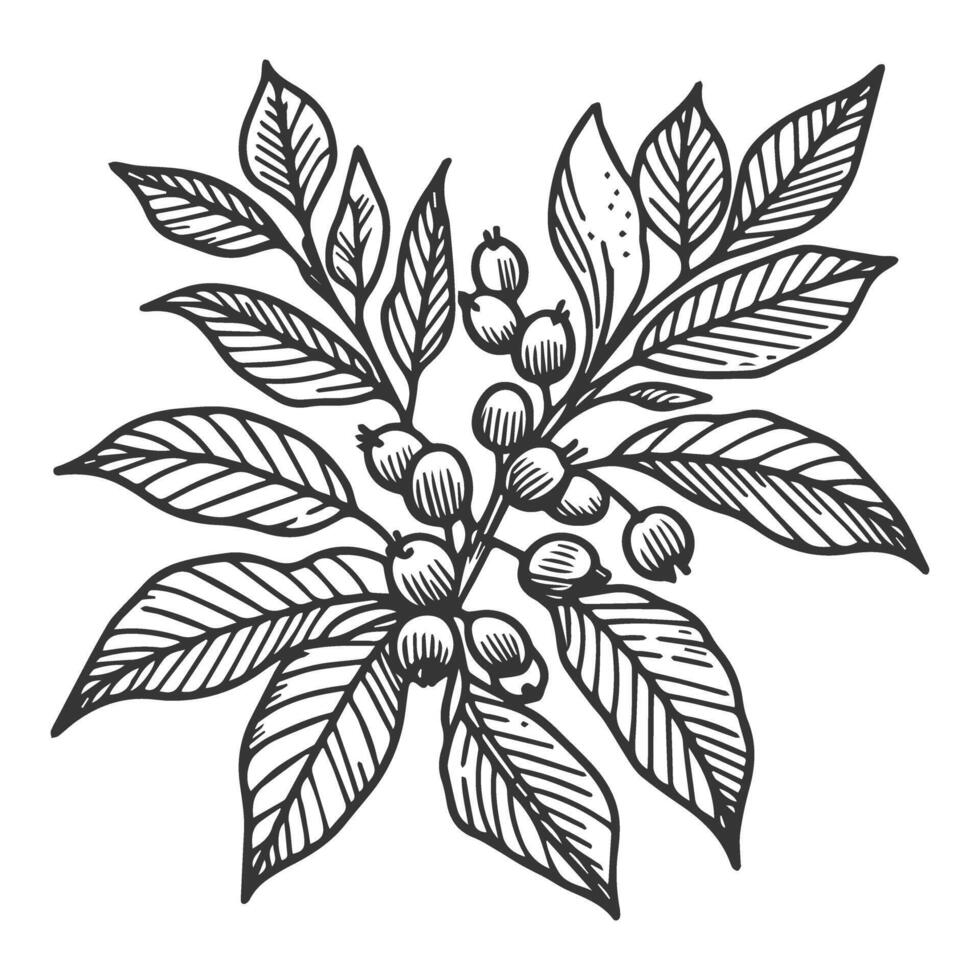 A black and white drawing of a coffee plant vector