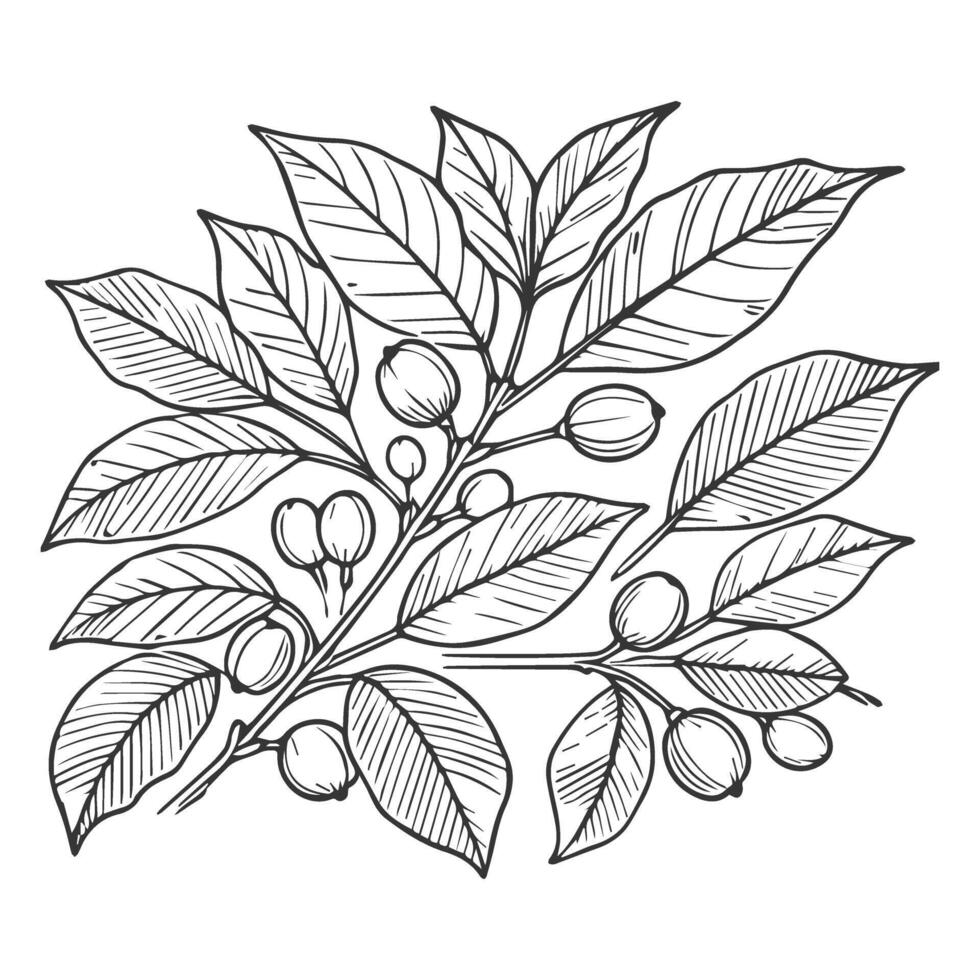 A drawing of a coffee plant with leaves and berries vector