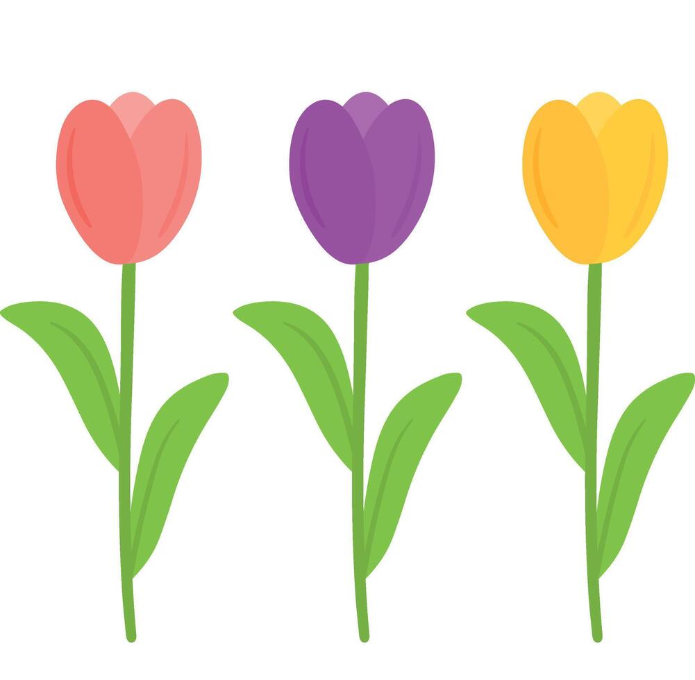 Beautiful Flat Tulip Flower Set Garden Plant Drawing Illustration vector