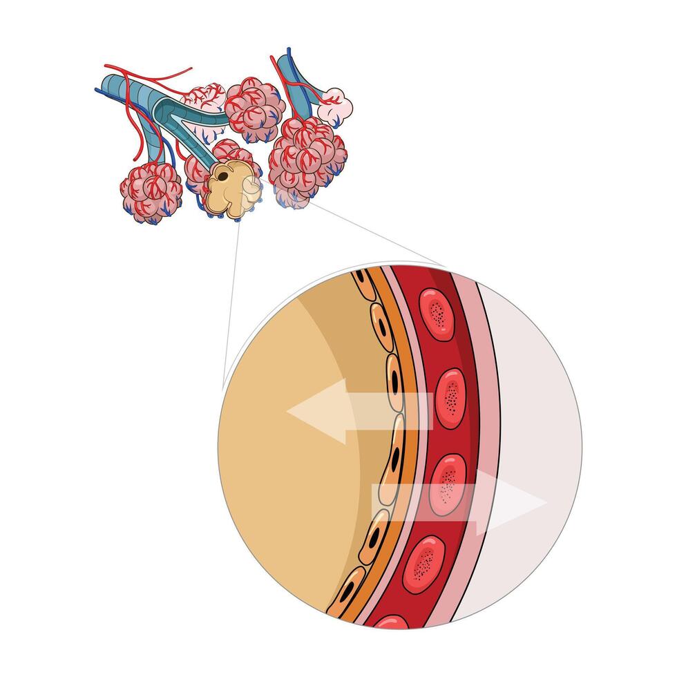 Alveoli scheme medical educational material poster illustration vector