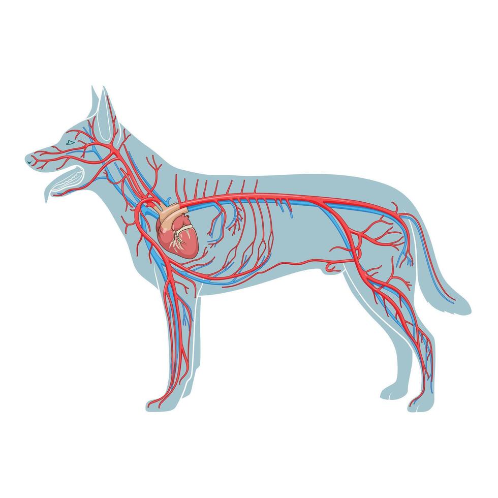Vascular system of the dog medical veterinary science educational illustration vector