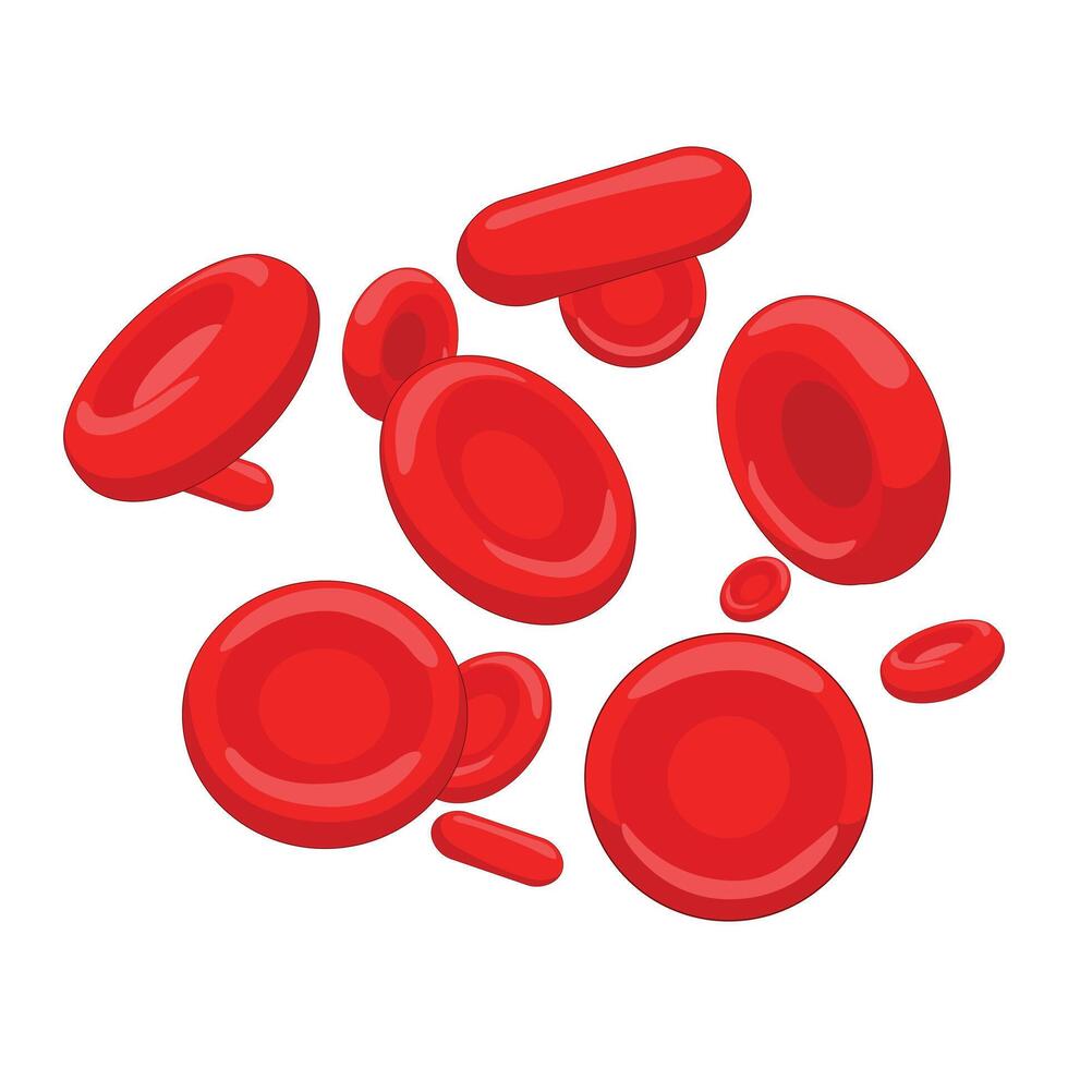 Red blood cell erythrocyte medical science educational illustration vector