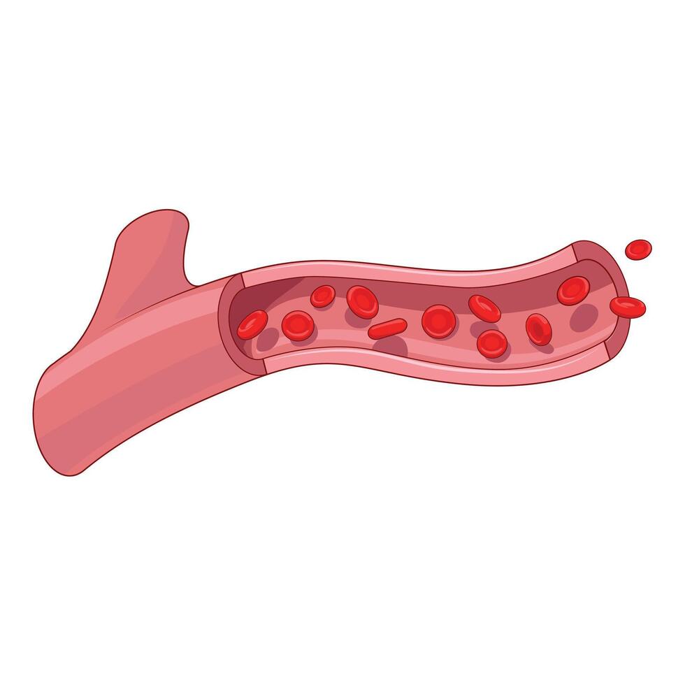 Healthy blood vessel medical science educational illustration vector