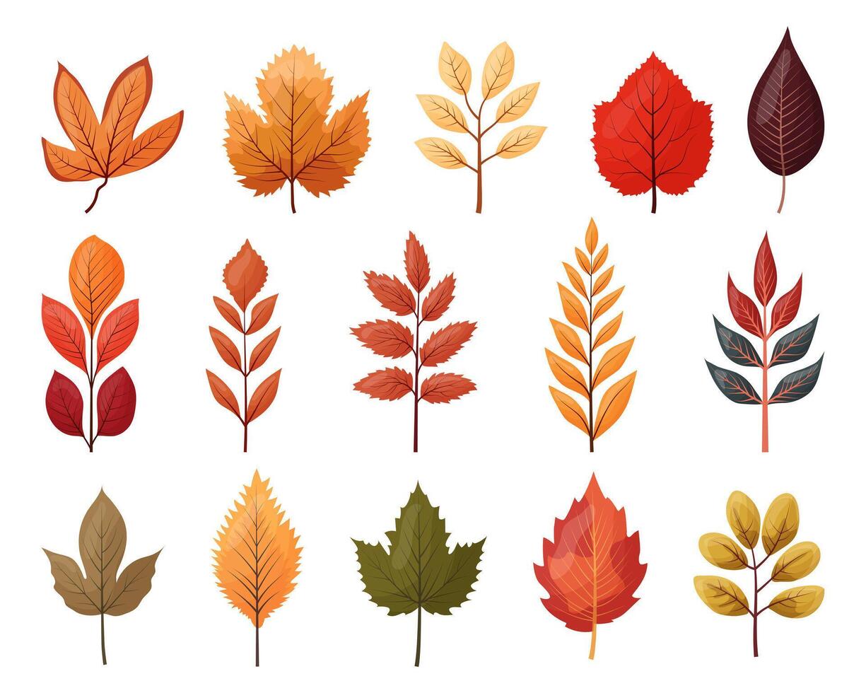 A set of autumn colored leaves highlighted vector