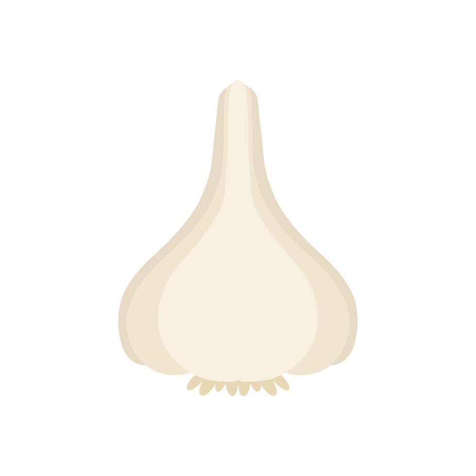 Garlic Illustration Flat Design Style white background. kitchen spice flat style design vector