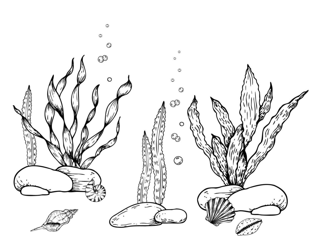 seabed. Shells, pebbles stones, algae, corals, bubbles. Hand painted line seaweed, laminaria. Graphic rock clip art isolated on background. Underwater illustration. For designers, invitations vector