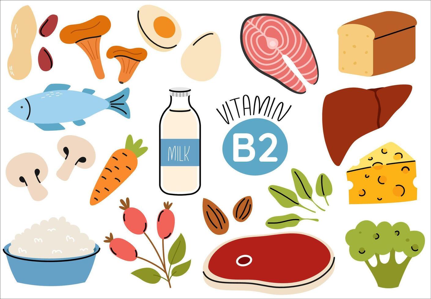 Set of vitamin B2 source dietetic products. Organic nutrition. Eggs, salmon, rose hip, cottage cheese, meat, mushroom, liver, almond, milk vector