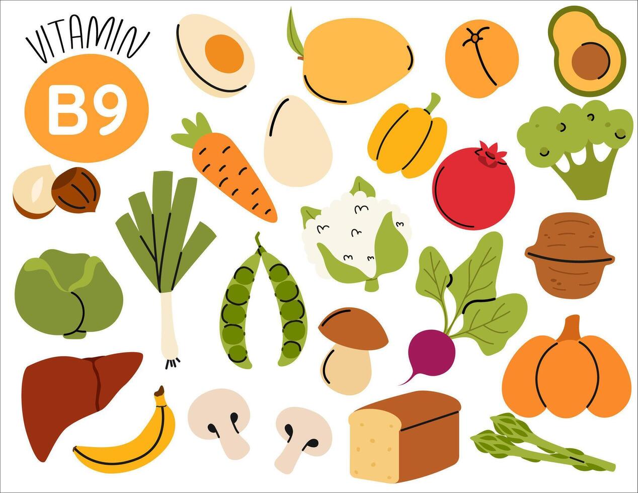Healthy eating and diet food. Vitamin B9 food source. Different food rich of vitamin B9. Organic nutrition food. vector