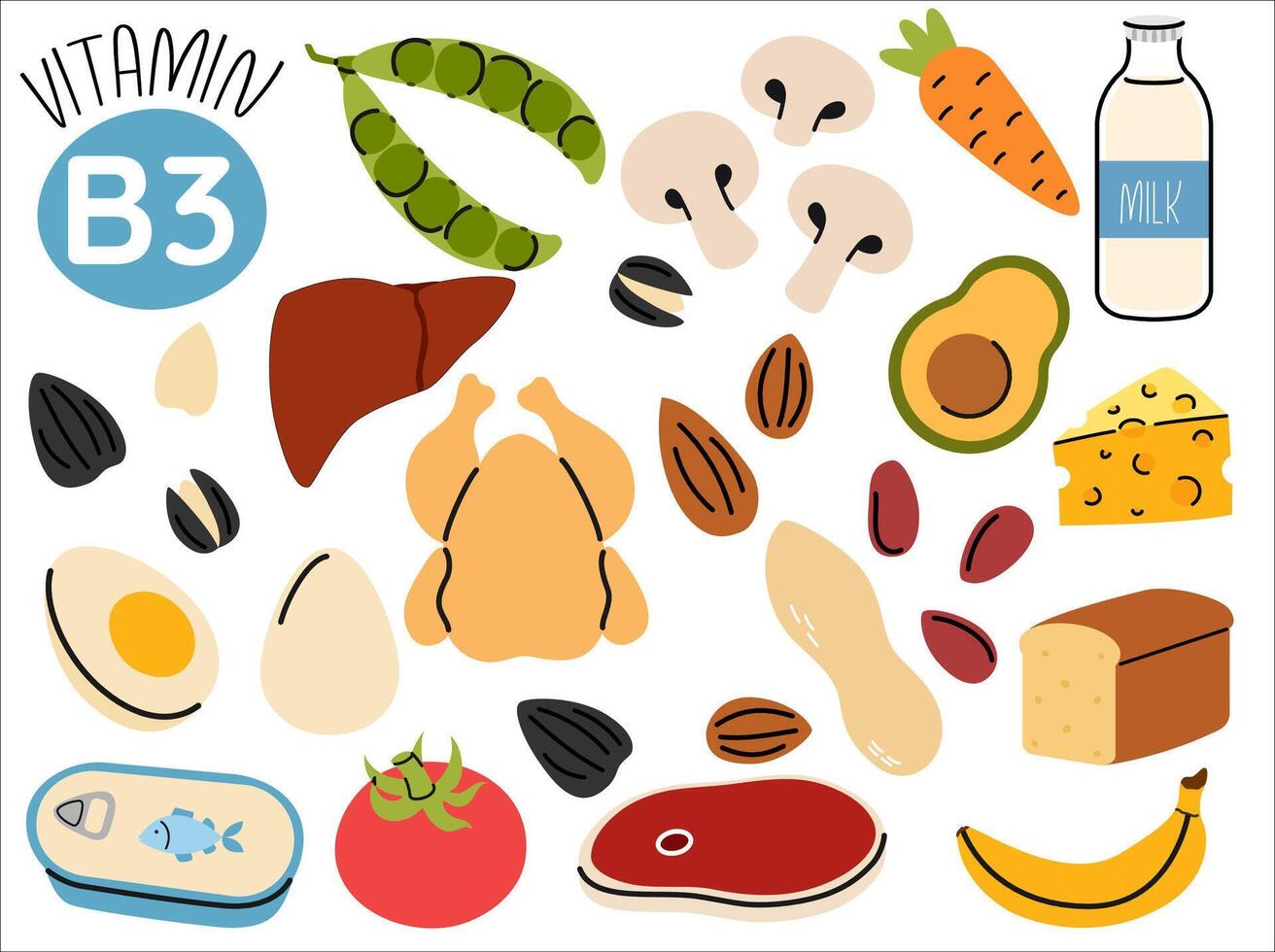 Groups of healthy products containing vitamin B3. Set of fruits, vegetables, meats, fish and dairy vector