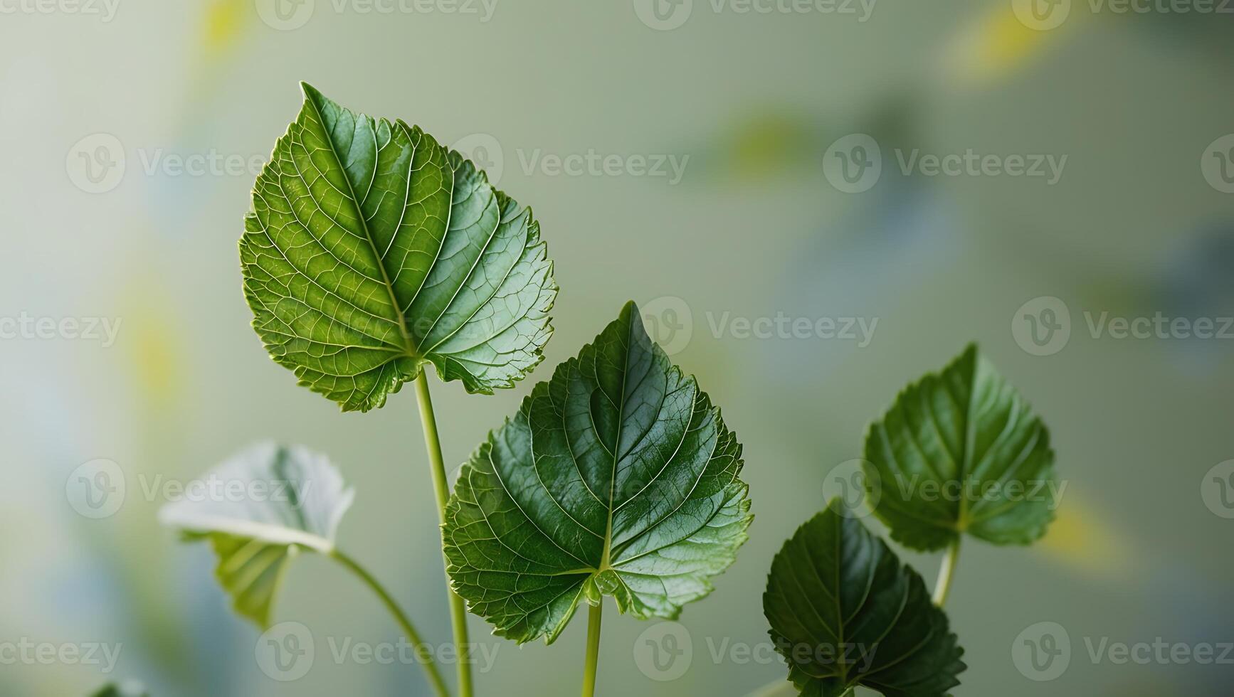 Close up view green leaf, macro view many green leaf at garden background for your wallpaper photo