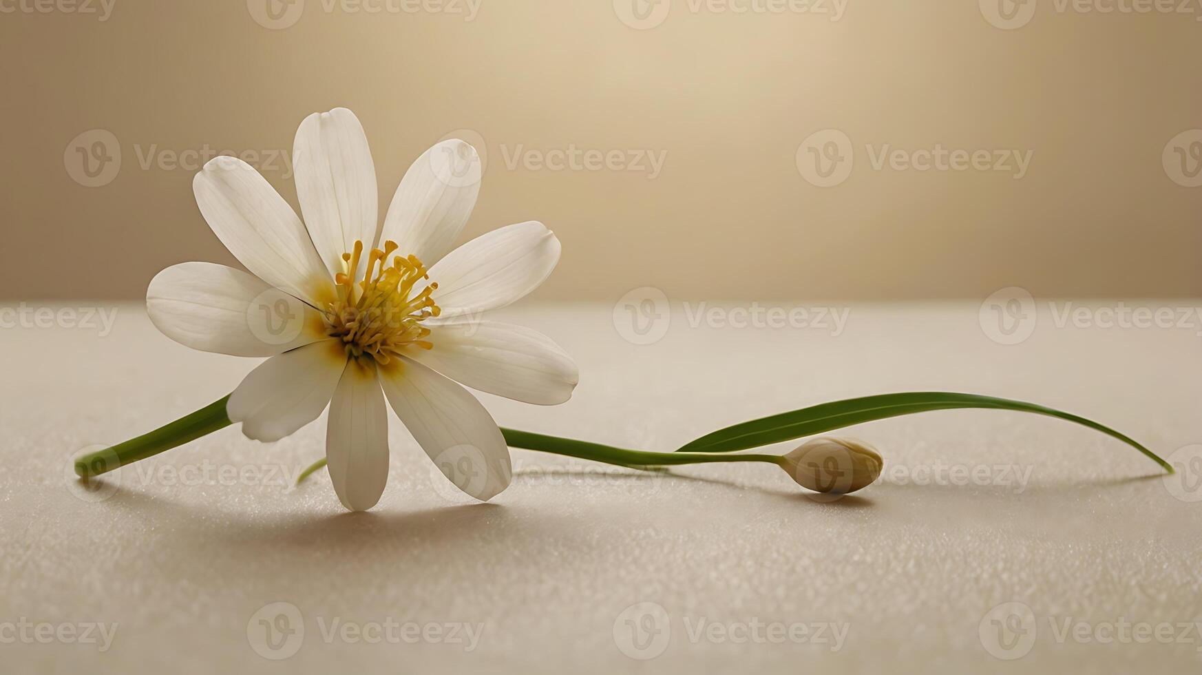 White rose fall at floor with a tiny light from windows background, macro view rose flower photo