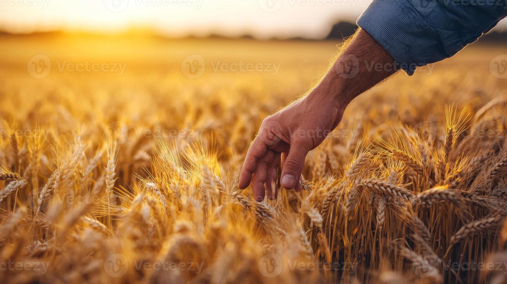 Farmer's Touch - Appreciating the Bounty of the Harvest in Golden Sunset photo