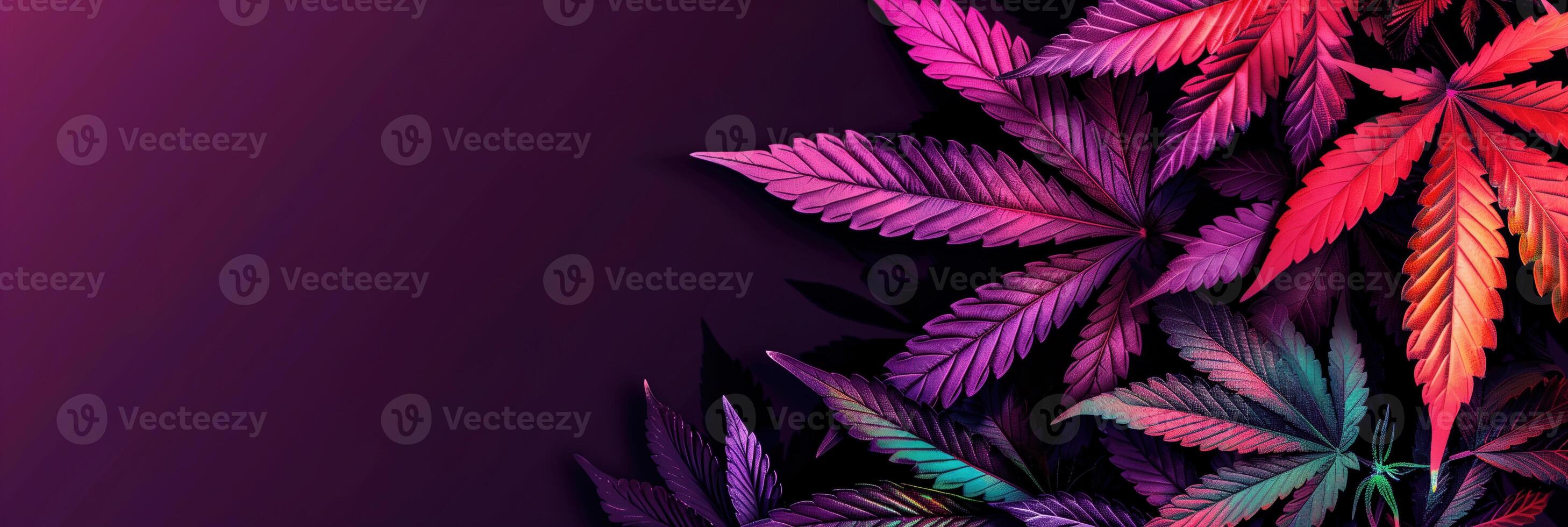 Cannabis leaf, Marijuana leaves isolated on colored back photo