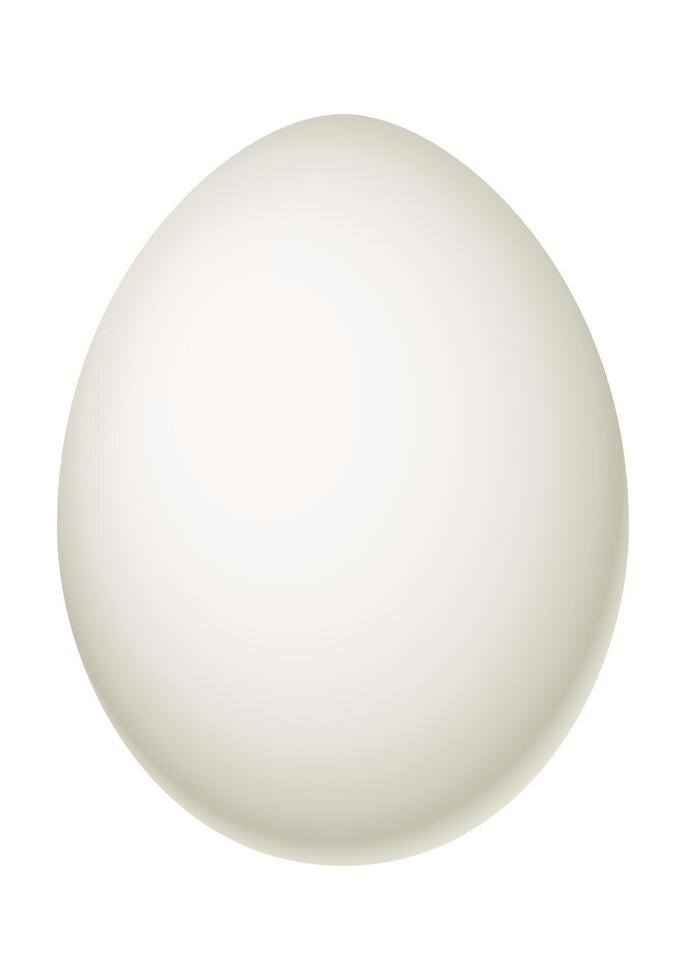 Egg - illustration of white egg isolated on white background vector