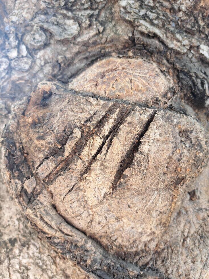 A close up of a tree trunk with a heart carved into it photo