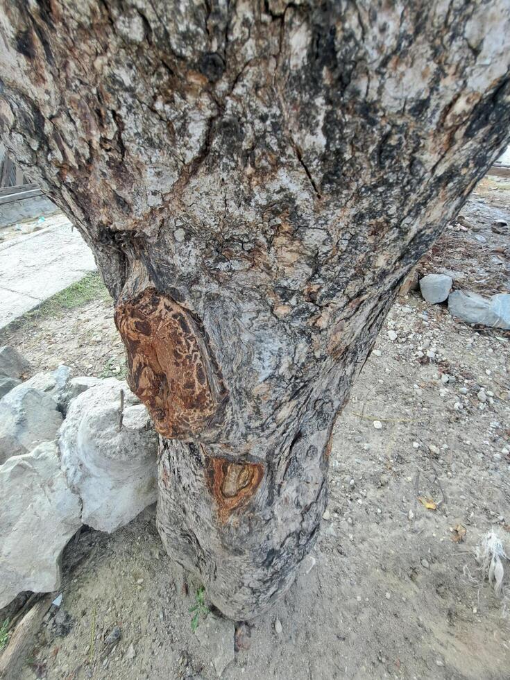 A tree with a hole in the trunk photo