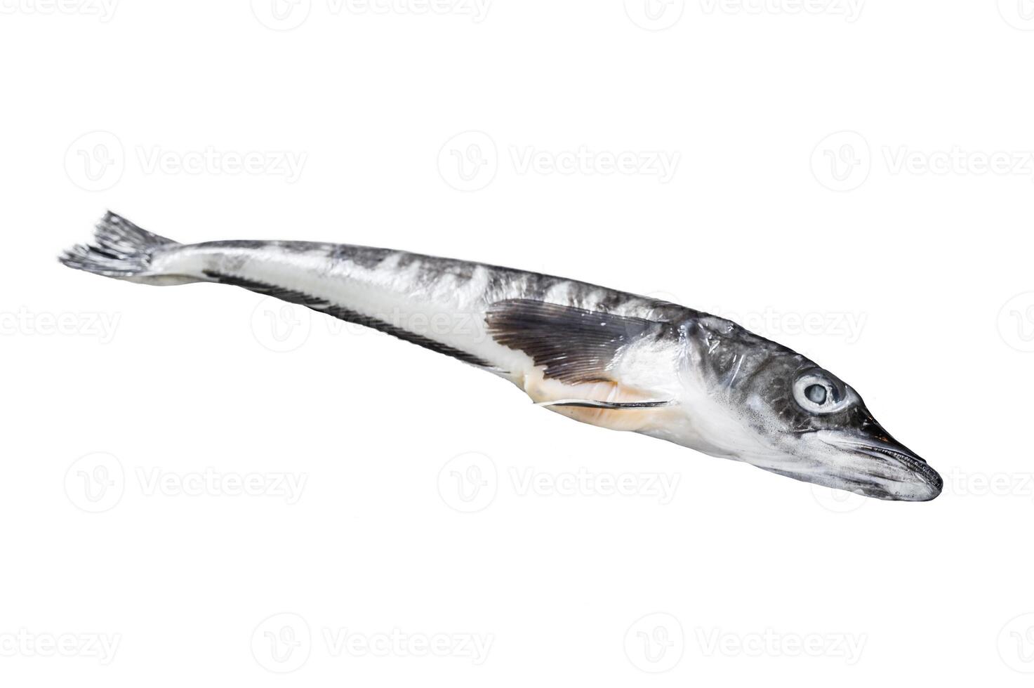 Raw icefish on a kitchen table. Isolated on white background, Top view. photo