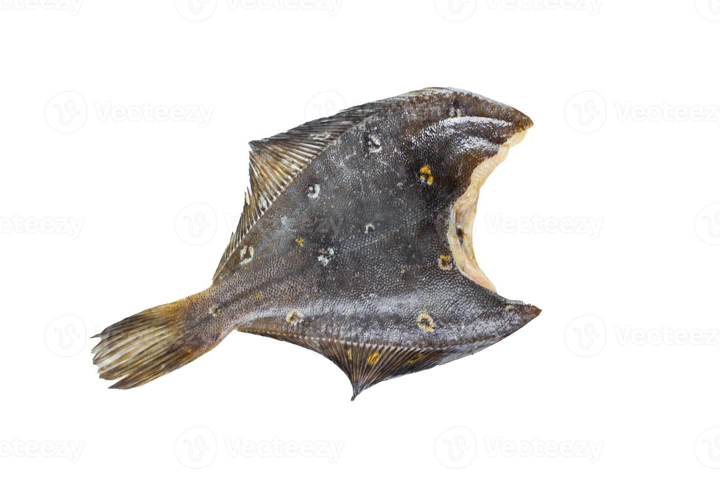 Raw flounder. Isolated on white background. photo