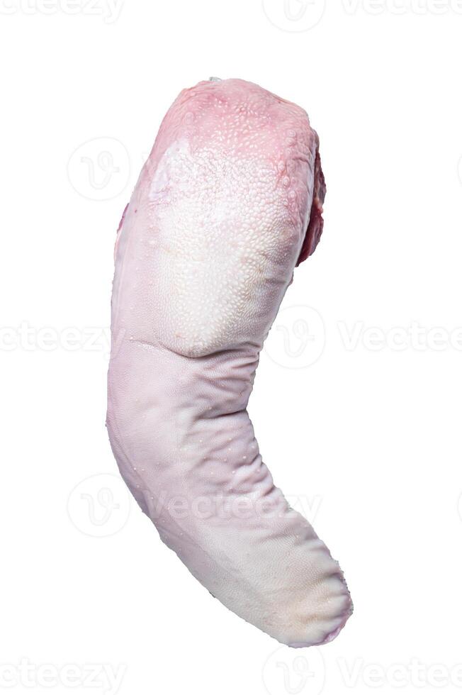 Raw beef tongue on butcher table. High quality Isolate, white background. photo