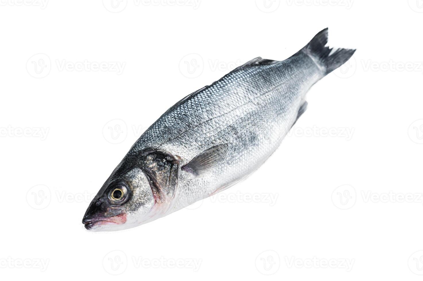 Fresh raw seabass fish Isolated on white background, top view. photo