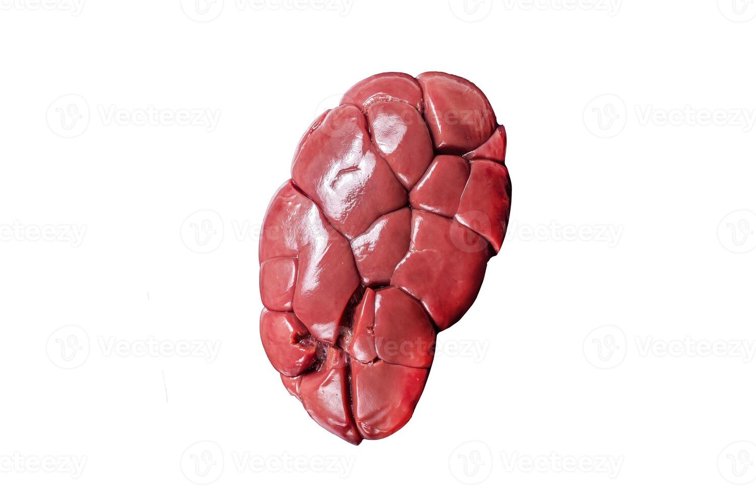 Beef veal kidney, raw offal meat on marble board with rosemary. Isolated, white background. photo