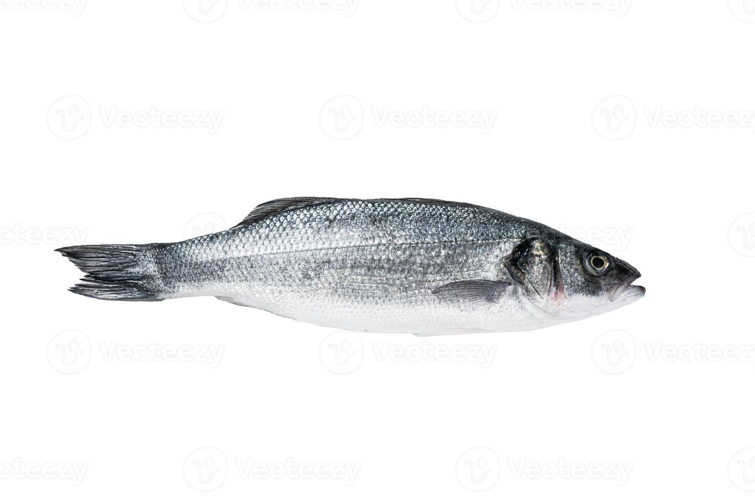 Fresh raw seabass fish on kitchen table. Isolated on white background. photo