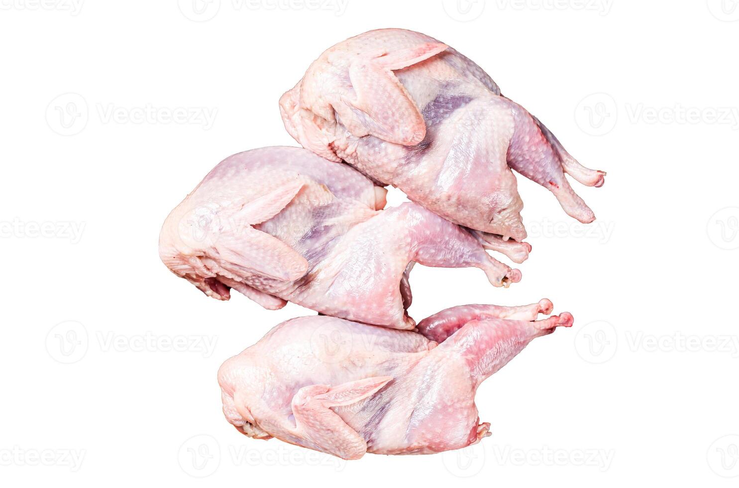 Raw whole quails ready for cooking. Isolated, white background. photo